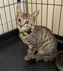 「【愛媛県新居浜市】ねこの里親募集のお知らせ！」