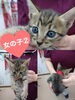 「里親募集のお知らせ〜里親さんが見つかりました〜」