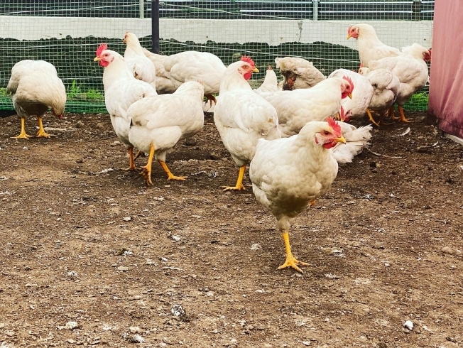 販売売れ済 純国産採卵鶏「ゴトウもみじ」の平飼い卵 20個