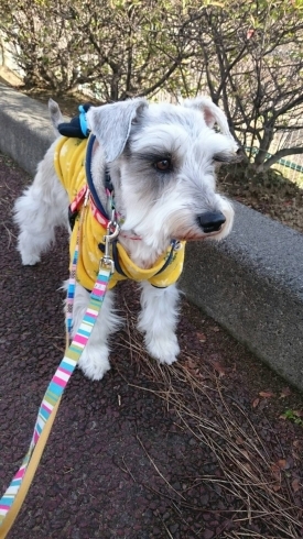 「HappyTail新潟市・犬猫長期預かり可能一か月以上割引♪老犬老猫も！」