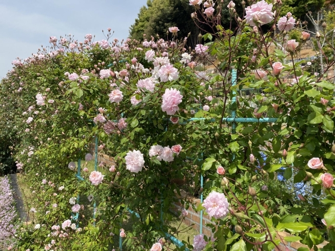 お庭の薔薇「お外で撮影【ガーデン・カフェ・テラス席で開放感・撮影スポットでお花を楽しむ】」