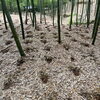 「御礼肥え　【長岡京・京たけの子 小川】」