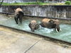 ３頭で水遊び「雨の日大好き！」