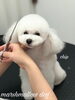 「冬のオプションキャンペーン　^ - ^」