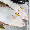 「魚魚市場鮮魚コーナーおすすめは「スルメイカ」です」
