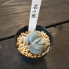 呂千絵も20％OFF「「まいぷれを見た」で植物全商品20％OFF開催中！八王子 多肉 アガベ グラキリス コノフィツム 八王子市八日町2-3 802PLANTS SHOP セール 歳末セール 初売りセール  ビカクシダ」