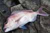 真鯛「隠岐の島町の我家の前は良い釣り場の様です(o^^o)」