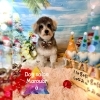 シュナウザー×ビション　羊カット「🐩🎄年末営業時間延長のお知らせ🎄🐩」