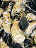 「魚魚市場鮮魚コーナーおすすめは「イサキ・金目鯛」です♪」
