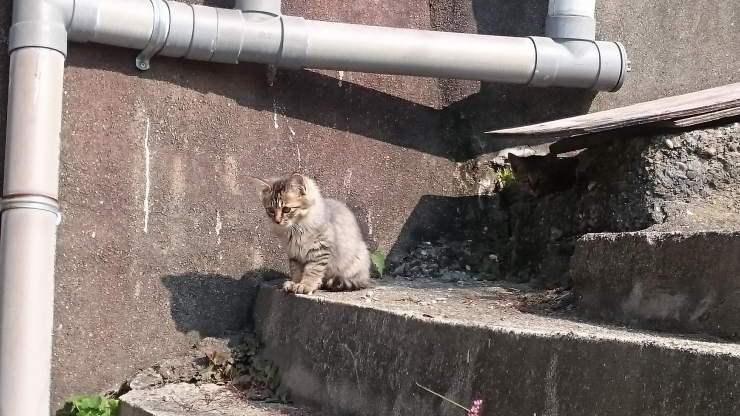 猫好きにもおすすめな場所です「和歌山のおすすめ観光スポット❣【雑賀崎】」