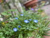 ネモフィラは今日さらに開きました！「【ゴールデンウィーク！花ざかり！】」