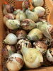 「桐屋菜園通信｜玉ねぎを収穫しました」