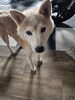 「迷い犬を保護しています【愛媛県西条市上市甲694番地付近（※宝林寺近辺）】」
