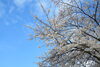❹7丁目北側　ソメイヨシノ「大通公園の桜も咲いています」