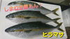 【しまね定置もん！】ヒラマサ「○本日のお刺身○【定置もん！】島根県産コシナガマグロ、ヒラマサ」