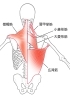 広背筋「【腰痛】慢性腰痛の原因となる筋肉！鉄板5選〜広背筋〜【腰痛・坐骨神経痛・整体・那須塩原・大田原】」