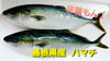 「○本日のお刺身○【しまね定置もん！】ヤイトカツオ、ハマチ」