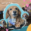 「Dog salon mofu mofu　余市町」