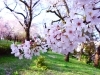 高岡古城公園 高岡 桜 お花見特集 高岡 桜 お花見特集 まいぷれ 高岡市 高岡古城公園 高岡 桜 お花見特集 高岡 桜 お花見特集 まいぷれ 高岡市