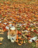 「Sunday, 9th November 2025」