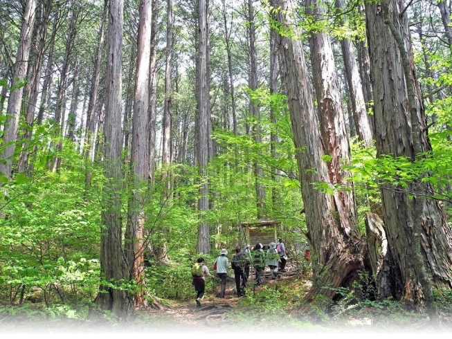 「赤沢森林浴大会：2023年「秋の部」１０月８日（日）【上松町観光情報】」