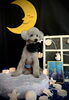 こたくん「お月さまとわんこ🌛」