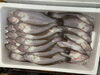 「鮮魚パックいろいろ販売中‼️〆鯖も販売致します🐳」