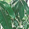 観葉植物パキラの「パッキー」