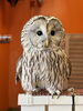 ウラルOWL2「ウラルOWL」