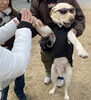 たくさんの犬種のワンコちゃんが来てましたよ「ドッグアロマ講座　ドッグイベント出店しています！　江戸川区　瑞江　小岩　一之江　葛西　篠崎　駐車場あります。アロマサロン　よもぎ蒸し　ハーブティー　運動　筋トレ　温活！」