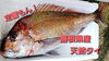 「○本日のお刺身○【しまね定置もん！】ハマチ、天然タイ」