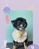 「Dog salon mofu mofu　余市町」