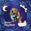 「Dog salon mofu mofu　余市町」