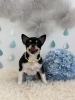 ナナちゃん「わんこと梅雨☔️」