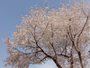 「春のトレッキング、おすすめスポット！桜とカタクリが見頃を迎えた小出公園に行ってきました！」