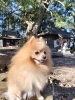 長いお泊りも頑張りました👏✨「⚾️草薙球場のすぐ近く⚾️小型犬専門のホテルとトリミング🐶✨️自宅の様にリラックスできるサロンです😊♪」