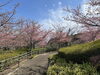 「魚魚の宿　3/6(木) 河津桜🌸」