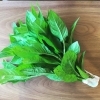 「【産直コーナー】藍は愛でできている」