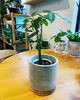 「植木鉢入荷しました」