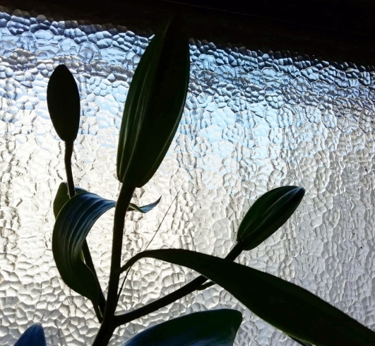 ジンジャーリリーが咲いています バランスをテーマに船橋で発酵する会社zushin 手作り発酵食品とスラックライン バルシューレ ローラースケート 進むすべての道は 転ばない国ニッポン へ続くプロジェクト 株式会社 Zushinのニュース まいぷれ 船橋市 ジンジャーリリーが咲いています バランスをテーマに船橋で発酵する会社zushin 手作り発酵食品とスラックライン バルシューレ ローラースケート 進むすべての道は 転ばない国ニッポン へ続くプロジェクト 株式会社 Zushinのニュース まいぷれ 船橋市