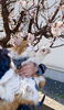 ノアくんも初めてのお花見です🌸「花の香りが溢れるサロンを目指して✨お家サロンの庭開拓始まりました❣️ 【札幌北区篠路プライベートサロン　Te-tora】 美軸・数霊術カウンセリングも好評！脳波と骨格を整え睡眠の質を上げる安眠サロン」