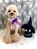 立くん／プードル「Happy Halloween ^o^」