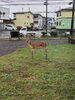 「街のどうぶつ達」
