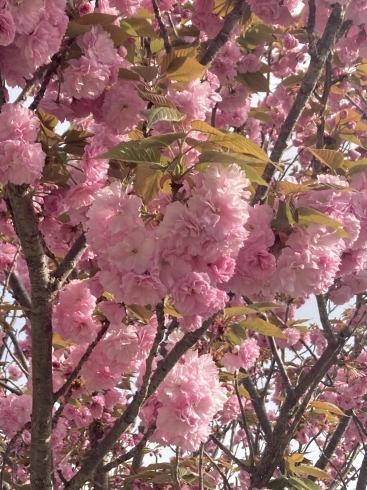 八重桜「八重桜」