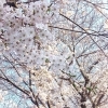 【最新版】千葉県の桜の開花状況（千葉・船橋・市川・習志野・鎌ケ谷・八千代）2023年