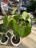 日焼けした葉っぱはカット「植え替えのご依頼🪴」