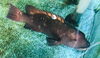 「魚魚市場鮮魚コーナーおすすめは「和歌山県産養殖アユ」です♪」