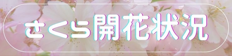 2023年☆山陰の桜開花状況【島根/鳥取】 TOP