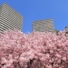 桜特集