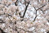 「【まいぷれ🌸さくら通信🌸vol.3】編集部前の桜の様子」
